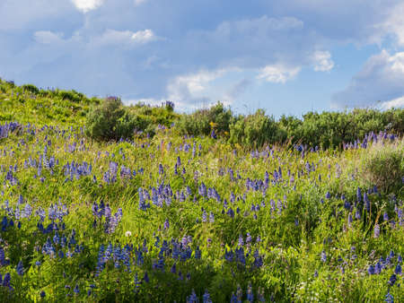 Sunny beautiful wild flower blossom in Yellowstone National Park at Wyomingの写真素材