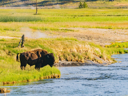 Close up shot of a wild bison eating grass in Yellowstone National Park at Wyoming