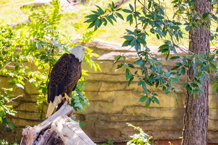 Close up shot of Bald eagle at Oklahoma