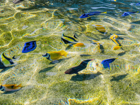Close up shot of many fish swimming in Aquarium at Los Angeles, Californiaの写真素材