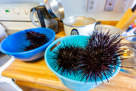 Close up shot of fresh Sea urchin at Los Angeles, California