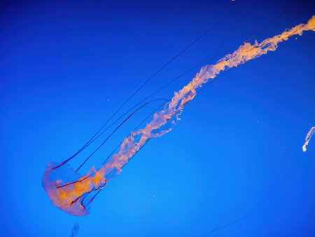 Close up shot of jellyfish swimming at Los Angeles, Californiaの写真素材