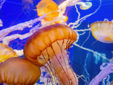 Close up shot of jellyfish swimming at Los Angeles, California