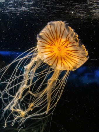 Close up shot of jellyfish swimming at Los Angeles, Californiaの写真素材