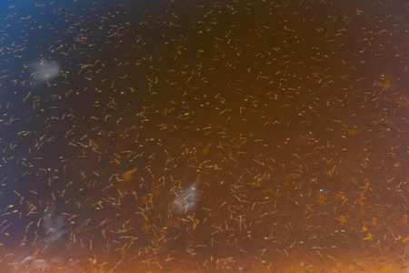 Landscape in Joshua Tree National Park at California, USAの写真素材