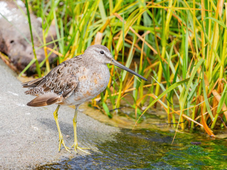 Close up shot of Long-billed dowitcher at Los Angeles, California