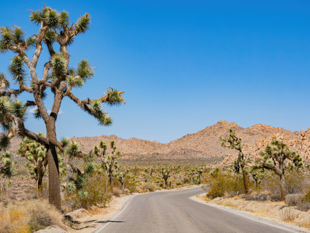 Landscape in Joshua Tree National Park at California, USAの写真素材