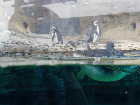 Close up shot of penguin swimming in Aquarium at Los Angeles, Californiaの写真素材