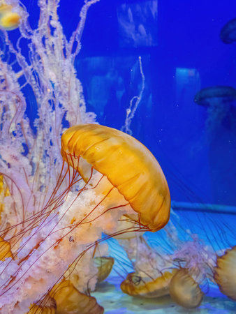 Close up shot of jellyfish swimming at Los Angeles, California