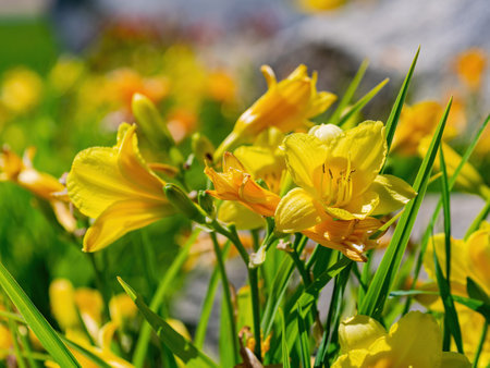 Close up shot of many wild flower blossom in Big bear lake area at Californiaの写真素材