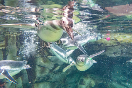Close up shot of penguin swimming in Aquarium at Los Angeles, Californiaの写真素材