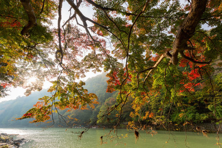 Sunny view of the fall color around Katsura River at Arashiyama, Kyoto, Japanの写真素材