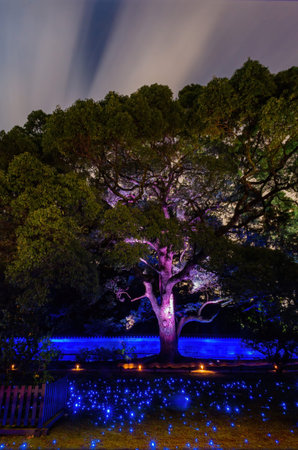 Night view of the big tree in Shoren-in at Kyoto