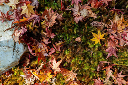 Sunny autumn landsacpe at Mount Hiei, Kyoto, Japanの写真素材