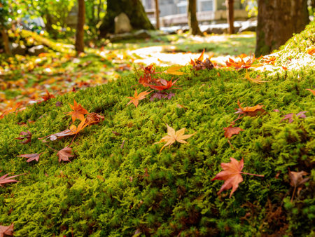 Sunny autumn landscape at Adashino Nenbutsu Ji, Arashiyama, Kyoto, Japanの写真素材