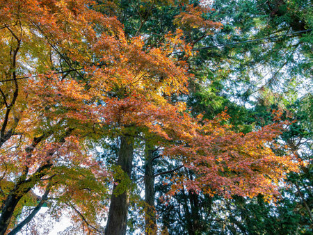 Sunny autumn landsacpe at Arashiyama, Kyoto, Japan