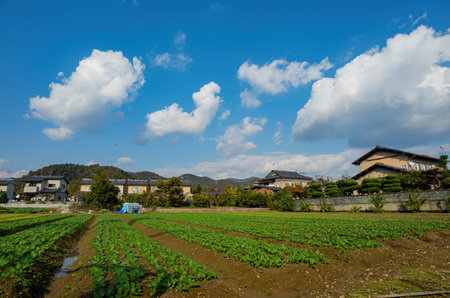 Sunny view of farm rural landscape at Kyotoの写真素材