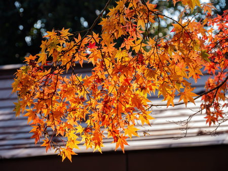 Sunny autumn landsacpe at Mount Hiei, Kyoto, Japan