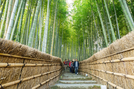 Kyoto, NOV 16 2013 - Sunny view of the bamboo forest at Adashino Nenbutsu Jiのeditorial素材