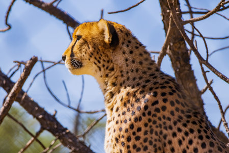 Close up shot of cute cheetah at Oklahoma