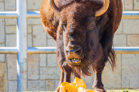 Close up shot of Bison eating pumpkin at Oklahomaの写真素材