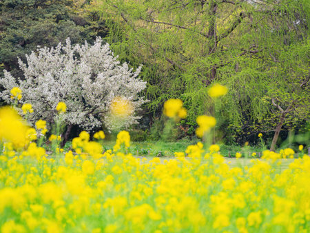 Overcast view of the rape flower blossom at Tokyo, Japan