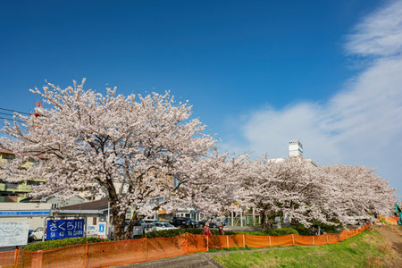 Ibaraki, APR 4 2013 - Sunny view of the cherry blossom along the Sakuragawa Riverのeditorial素材