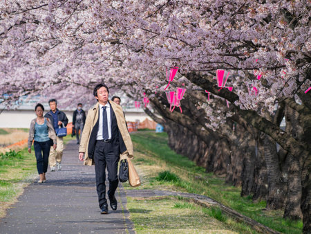 Ibaraki, APR 5 2013 - Beautiful cherry blossom along the Sakuragawa Riverのeditorial素材
