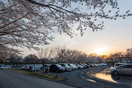 Ibaraki, APR 4 2013 - Cherry blossom on the streetのeditorial素材