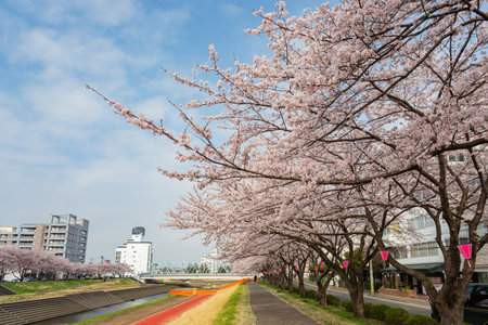 Ibaraki, APR 5 2013 - Beautiful cherry blossom along the Sakuragawa Riverのeditorial素材