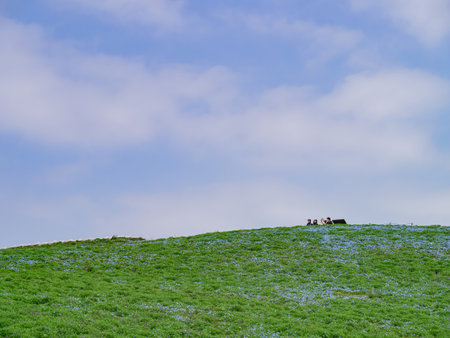 Ibaraki, APR 5 2013 - Beautiful baby blue eyes blossom over the Miharashi Hillのeditorial素材