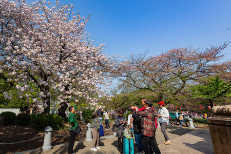 Tokyo, APR 5 2013 - Many people enjoying the cherry blossom in Ueno Parkのeditorial素材