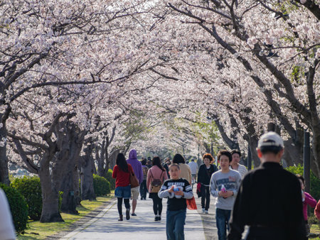 Ibaraki, APR 4 2013 - Sunny view of the cherry blossom along the Senba Lakeのeditorial素材