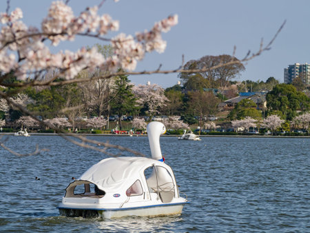 Ibaraki, APR 4 2013 - Sunny view of the cherry blossom along the Senba Lakeのeditorial素材