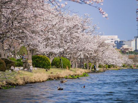 Ibaraki, APR 4 2013 - Sunny view of the cherry blossom along the Senba Lakeのeditorial素材