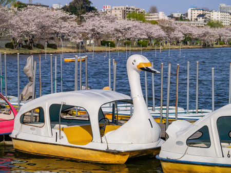 Ibaraki, APR 4 2013 - Sunny view of the cherry blossom along the Senba Lakeのeditorial素材