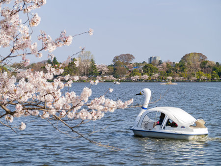 Ibaraki, APR 4 2013 - Sunny view of the cherry blossom along the Senba Lakeのeditorial素材
