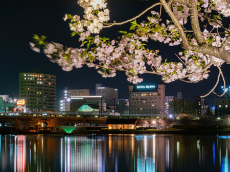 Ibaraki, APR 4 2013 - Night view of the cherry blossom in Senba Lakeのeditorial素材