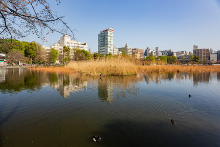 Tokyo, APR 5 2013 - Sunny view of the pond in Ueno Parkのeditorial素材