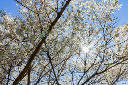 Sunny view of the beautiful pear tree blossom in Wuling Farm in Wuling Farm at Taiwan