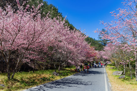 Sunny view of the beautiful cherry blossom in Wuling Farm at Taiwanの写真素材