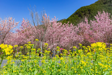 Sunny view of the beautiful cherry blossom in Wuling Farm at Taiwan