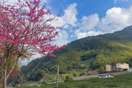Sunny view of the beautiful cherry blossom at Nantou, Taiwanの写真素材