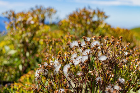 Flower blossom in the Hehuanshan mountain at Taiwan