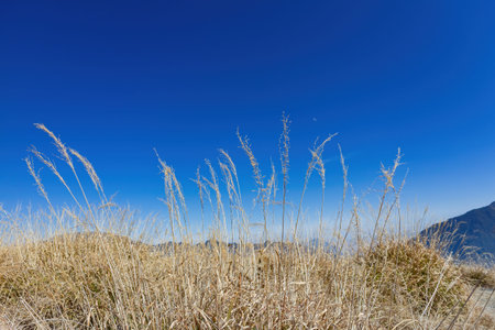 Close up shot of grass in Hehuanshan at Taiwan