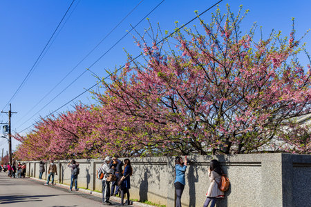 Taipei, FEB 1 2013 - Sunny view of cherry blossom in Yangmingshan National Parkのeditorial素材