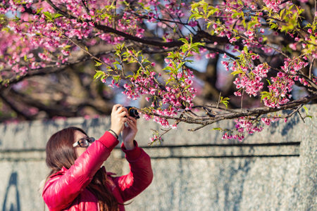 Taipei, FEB 1 2013 - Sunny view of cherry blossom in Yangmingshan National Parkのeditorial素材