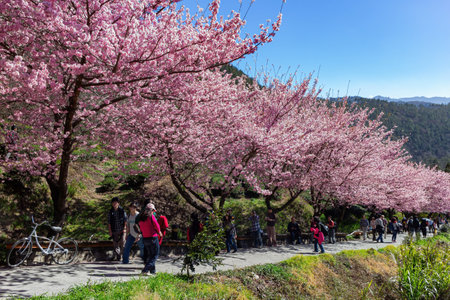 Taiwan, FEB 15 2013 - Sunny view of the beautiful cherry blossom in Wuling Farmのeditorial素材