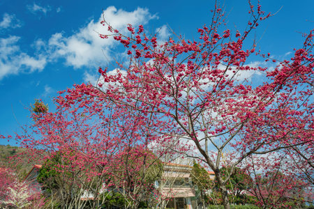 Sunny view of the beautiful cherry blossom at Nantou, Taiwanのeditorial素材