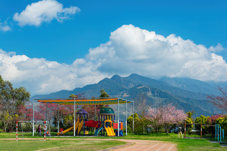 Taiwan, JAN 26 2013 - Sunny view of the beautiful cherry blossom in Nantou Country Renai Township Cing Jing elementary schoolのeditorial素材